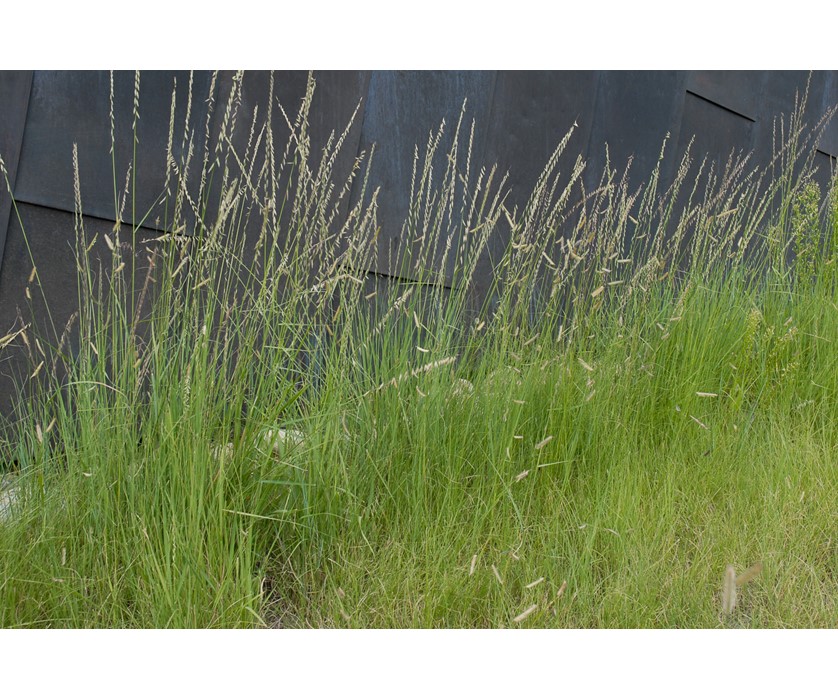 Sideoats Grama